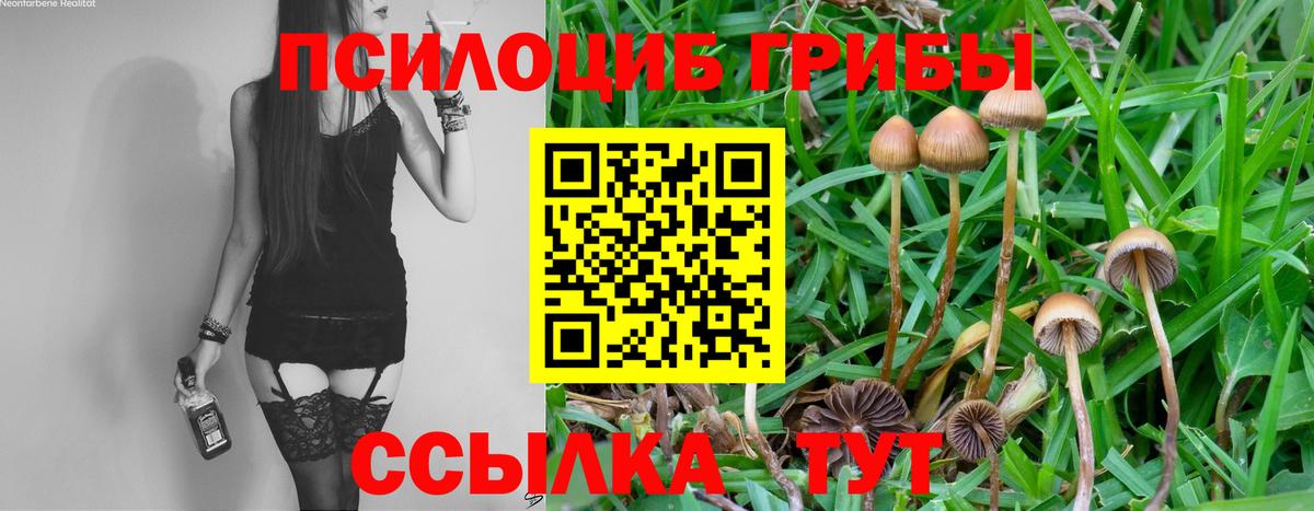 Галлюциногенные грибы Psilocybe Унеча